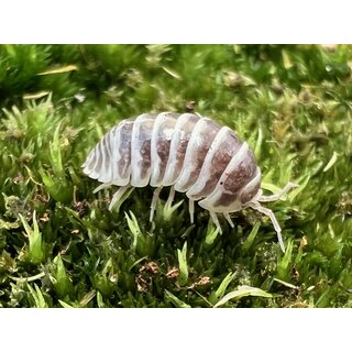 Armadillidium granulatum chocolate