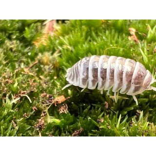Armadillidium granulatum chocolate
