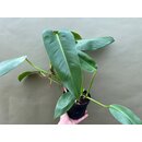 Philodendron spec. 1  fr Chamleonterrarien