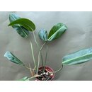 Philodendron spec. 2  f�r Cham�leonterrarien
