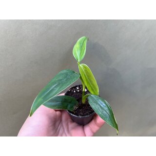 Philodendron Green Spear