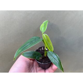 Philodendron Green Spear