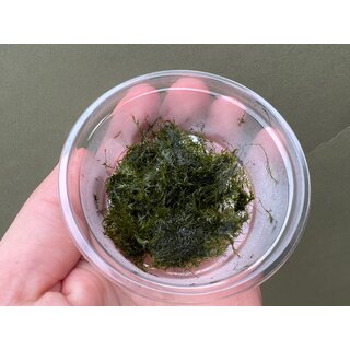 Fissidens fontanus Phoenix Moss