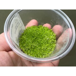 Utricularia Graminifolia in vitro