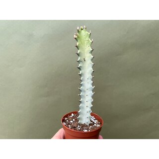 Euphorbia lactea White Ghost Ableger