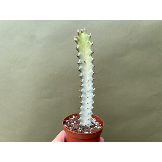 Euphorbia lactea White Ghost Cutting