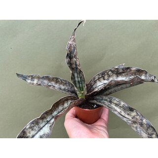 Sansevieria kirkii var. pulchra Coppertone