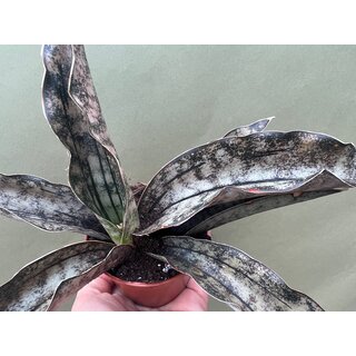Sansevieria kirkii var. pulchra Coppertone