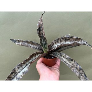Sansevieria kirkii var. pulchra Coppertone