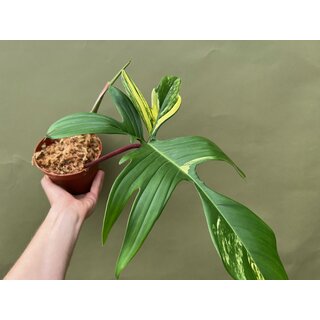 Philodendron Florida Beauty  Ableger
