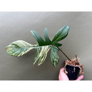 Philodendron Florida Beauty  Ableger