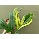 Philodendron Florida Beauty  Ableger