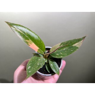 Philodendron Ring Of Fire Babyplant