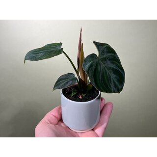 Philodendron verrucosum Babyplant