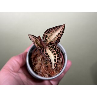 Anoectochilus albolineatus variegata
