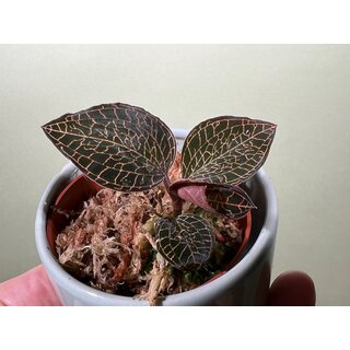 Anoectochilus roxburgii Hayata Hong Sia