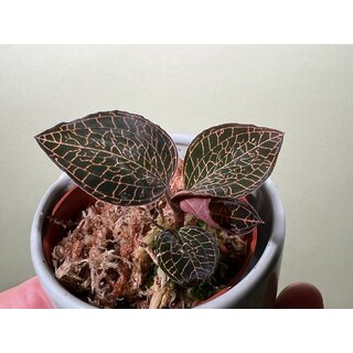 Anoectochilus roxburgii Hayata Hong Sia