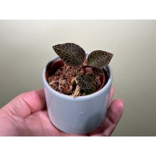 Anoectochilus roxburgii Hayata Hong Sia