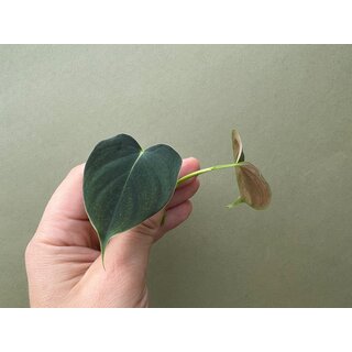 Philodendron lupinum Ableger