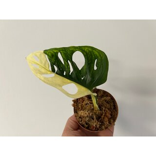 Offer Monstera adansonii variegata aurea Cutting