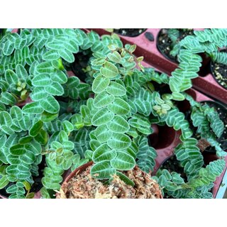Marcgravia umbellata Cutting