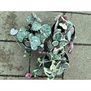 Ceropegia woodii variegata String of Hearts