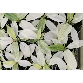 Philodendron Florida Ghost Babyplant