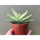 Sansevieria Boncell Canary