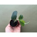 Rhaphidophora hayi variegated