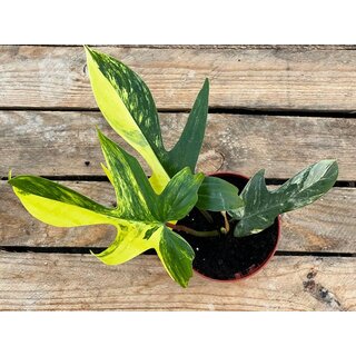 Philodendron Florida Beauty