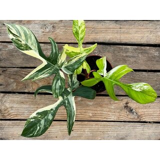 Philodendron Florida Beauty