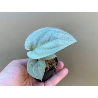 Amydrium Medium Silver Babyplant