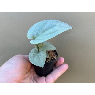 Amydrium Medium Silver Babyplant