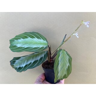 Maranta leuconeura Silver Band selten