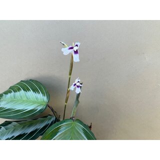 Maranta leuconeura Silver Band selten