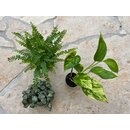 Spider Terrarium Plantkit S