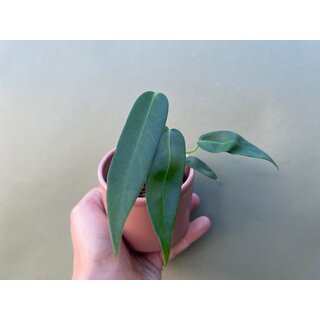 Anthurium pallidiflorum S