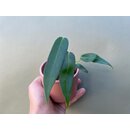 Anthurium pallidiflorum S