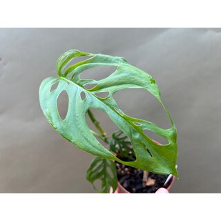 Monstera Epipremnoides Mexico selten