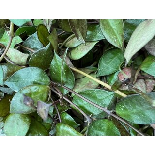 Hoya Krohniana Black Leaves Babyplant