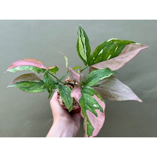 Syngonium Red Spot Tricolor