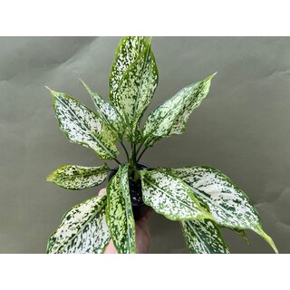 Aglaonema Siam Paragon