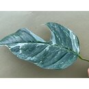 Epipremnum Pinnatum Variegata L Cutting