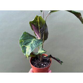 Calathea Confusion Electric Shock