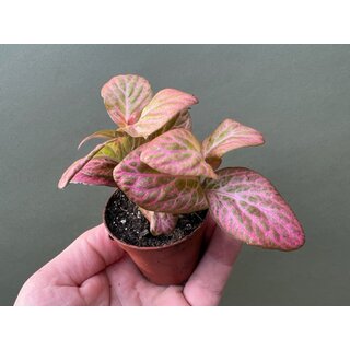 Fittonia Pink special