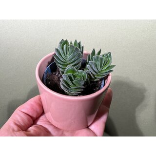 Crassula-Hybr. Buddhas Temple