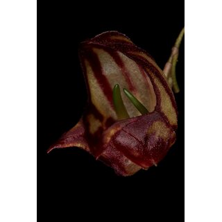 Lepanthes ribes