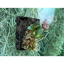 Lepanthes ribes