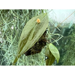 Lepanthes montezumae