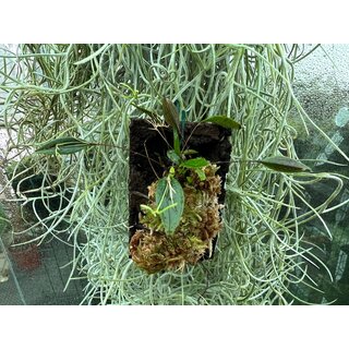 Lepanthes skeleton